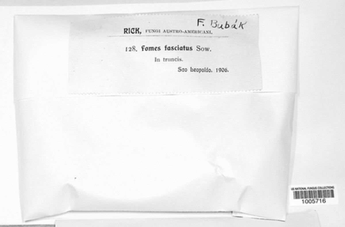 Fomes fasciatus image